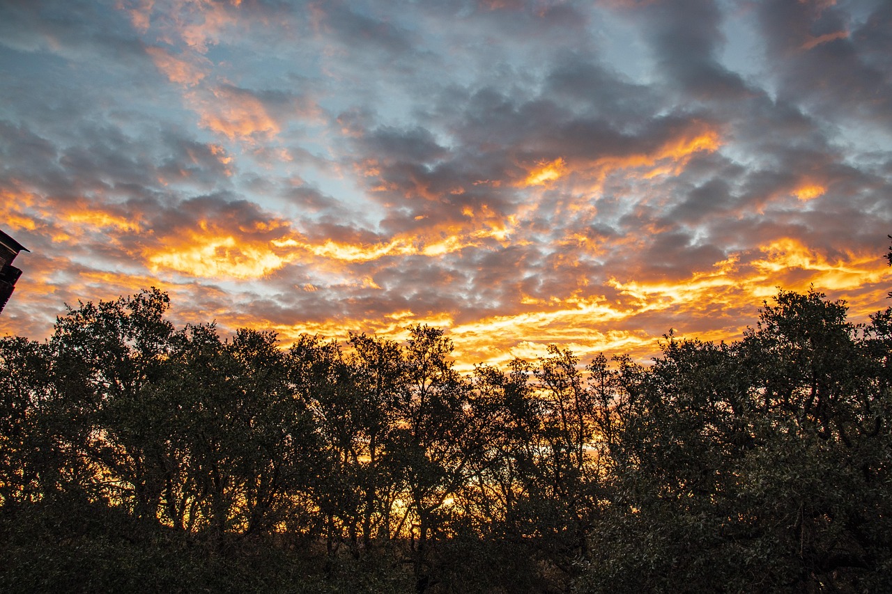 Sunrise, nature, landscape, trees, texas hill country, brown sunrise