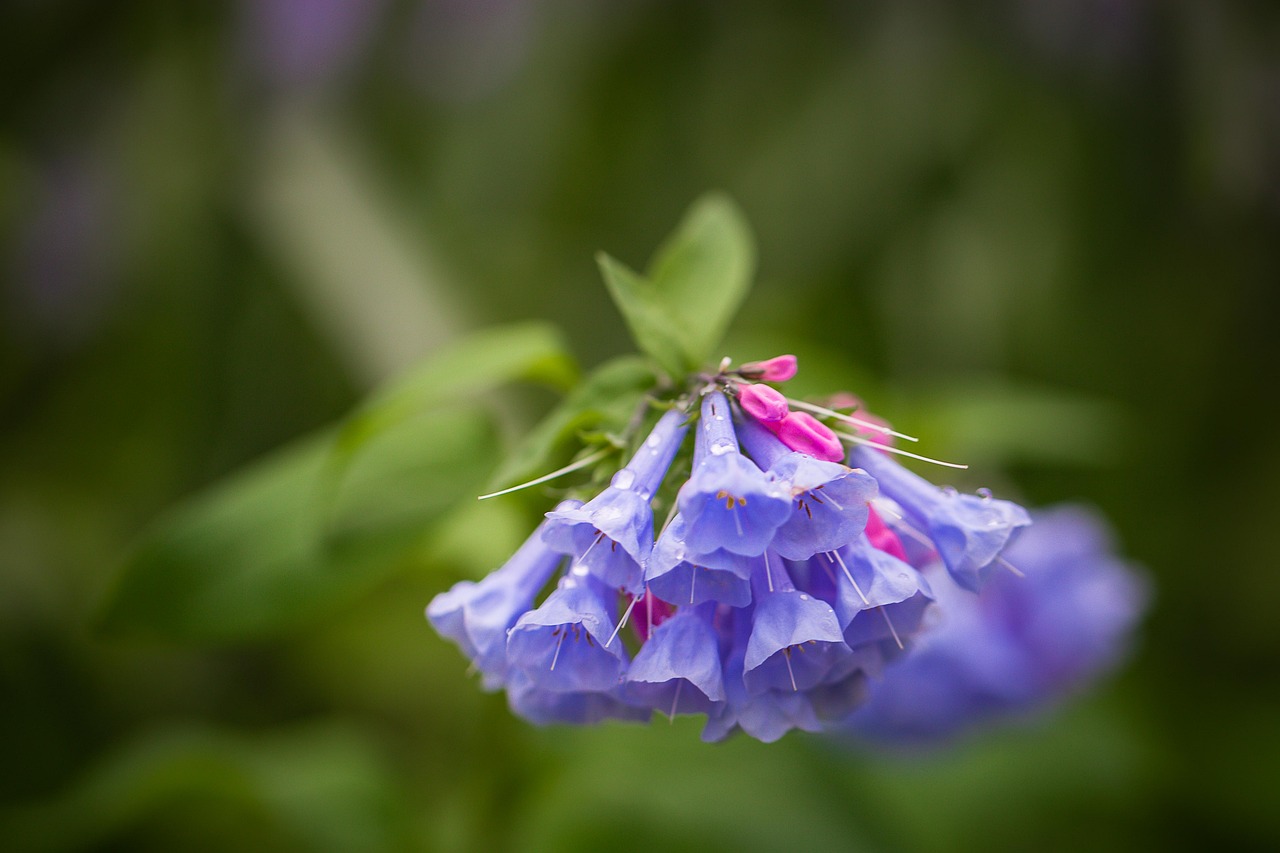 Spring, flower background, arboretum, flowers, landscape, virginia bluebells, plants, nature, beautiful flowers, flowering, flower wallpaper, blossom