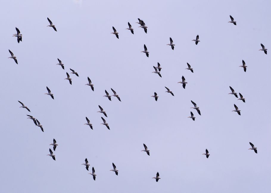 A flock of birds gracefully flying in a clear sky, captured in Decatur, Alabama.