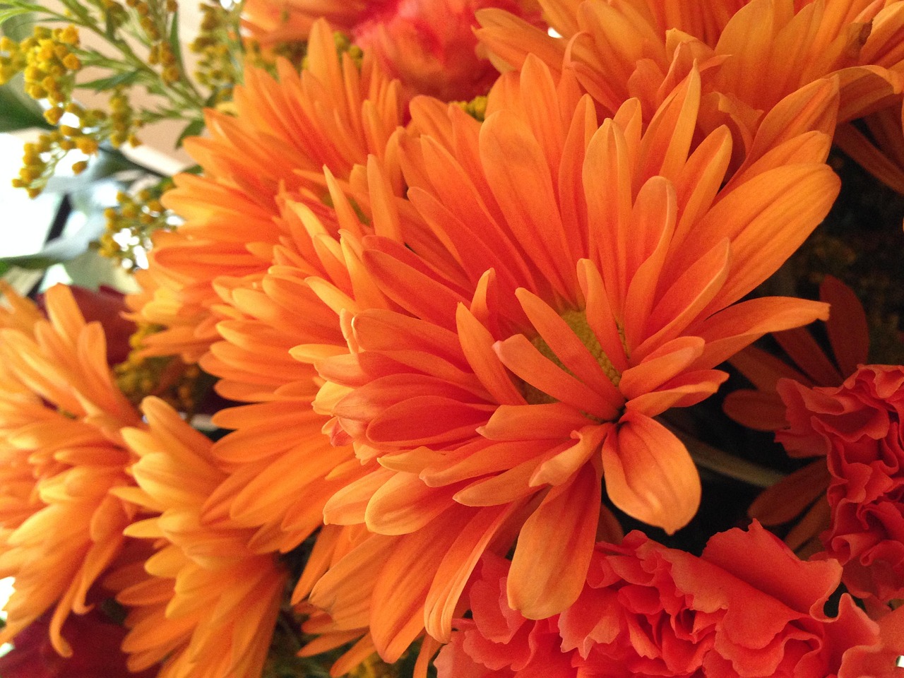Orange, flower, summer, flower wallpaper, fall, beautiful flowers, flower background, nature, bright, autumn, colorful, orange flower, orange summer, orange color, United States, Delaware, Ohio
