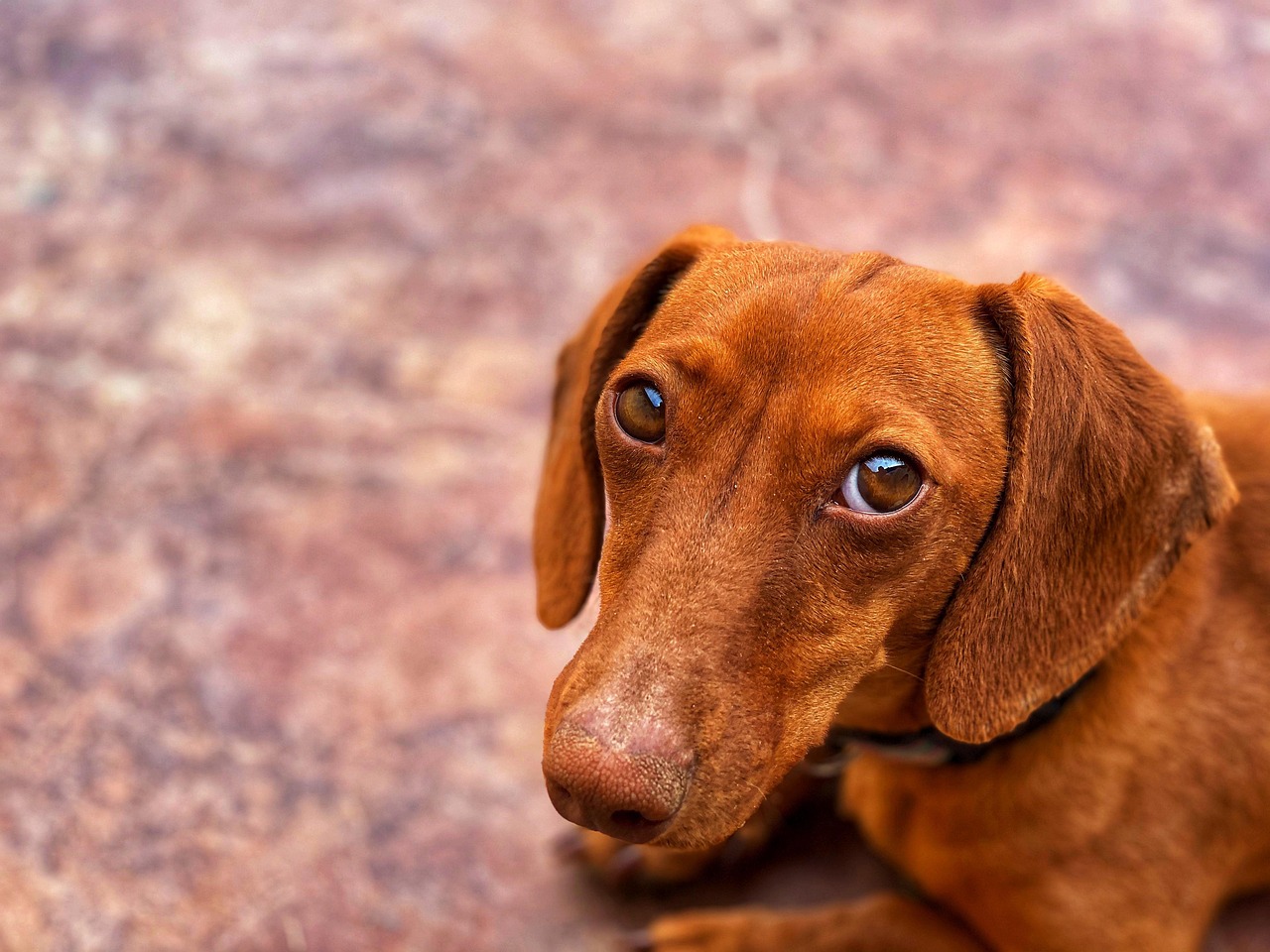 Dog, dachshund, brown, fur, pet, animal, puppy, cute, portrait, adorable, head, nature, snout, United States, Deming, New Mexico