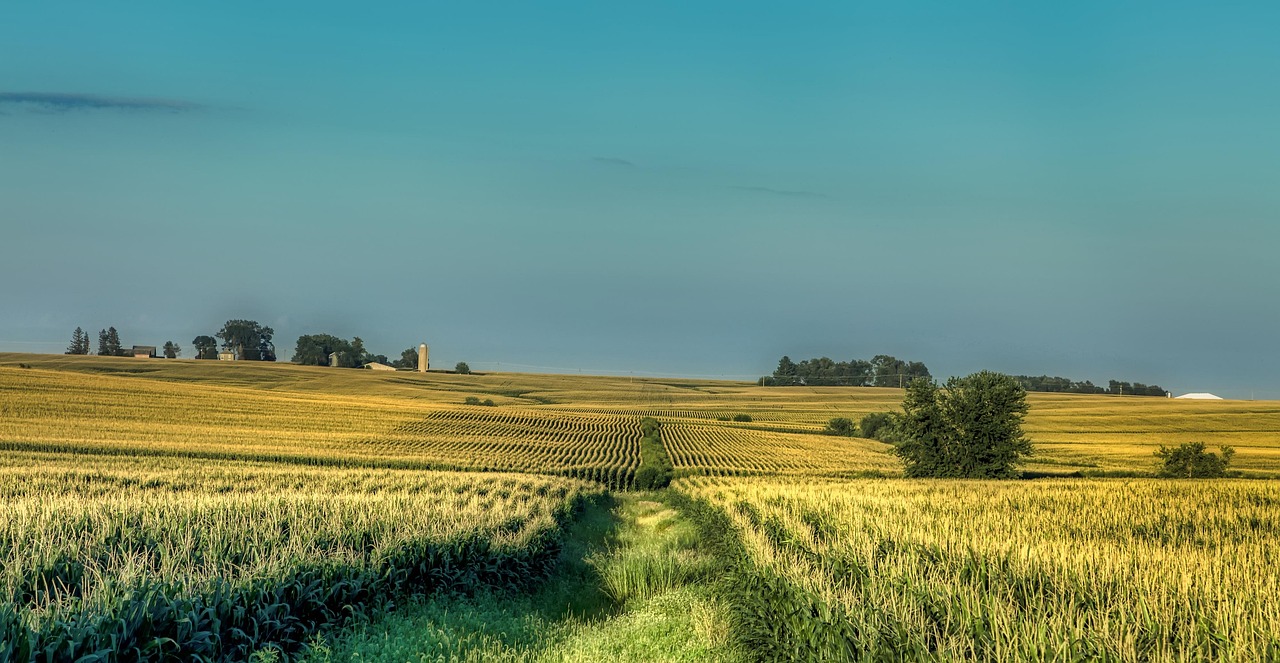 Iowa, america, farm, landscape, corn, cornfield, agriculture, panorama, nature, outdoors, country, rural, beautiful, summer, trees, silo, barn, iowa, iowa, iowa, iowa, iowa