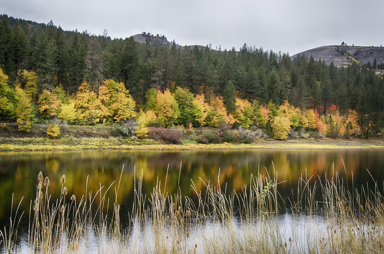 Fall reflection, calm water, clearwater river idaho, idaho, usa, calm, vibrant, fall, season, landscape, idaho, idaho, idaho, idaho, idaho