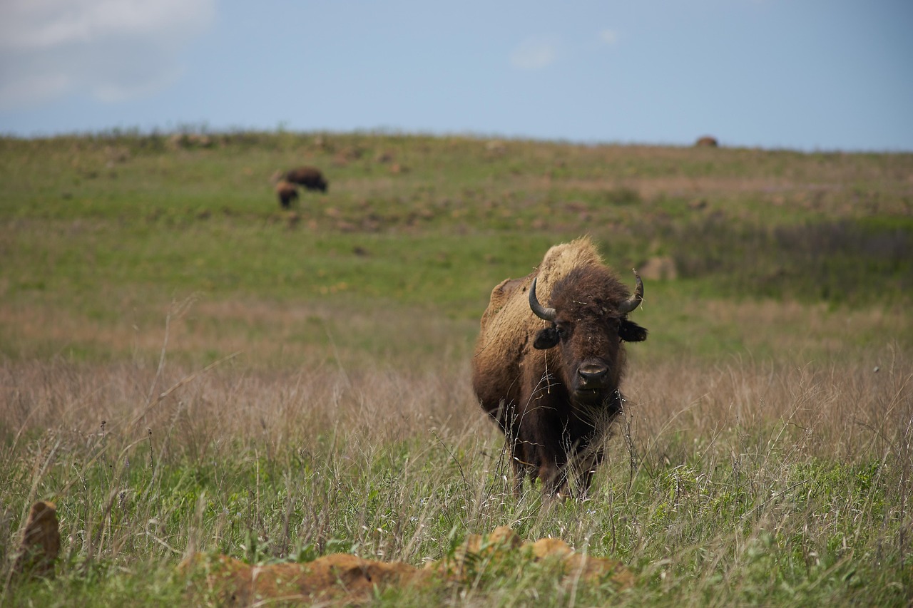 Buffalo, usa, bison, nature, america, national park, national parks, animal, wild animals, wilderness, american, wildlife, landscape, buffalo herd, wild, shaggy, herd, oklahoma, tallgrass, grassland,