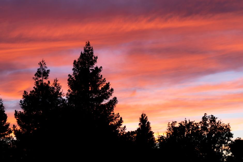 Stunning silhouette of trees against a vibrant sunset sky in Elk Grove, California.