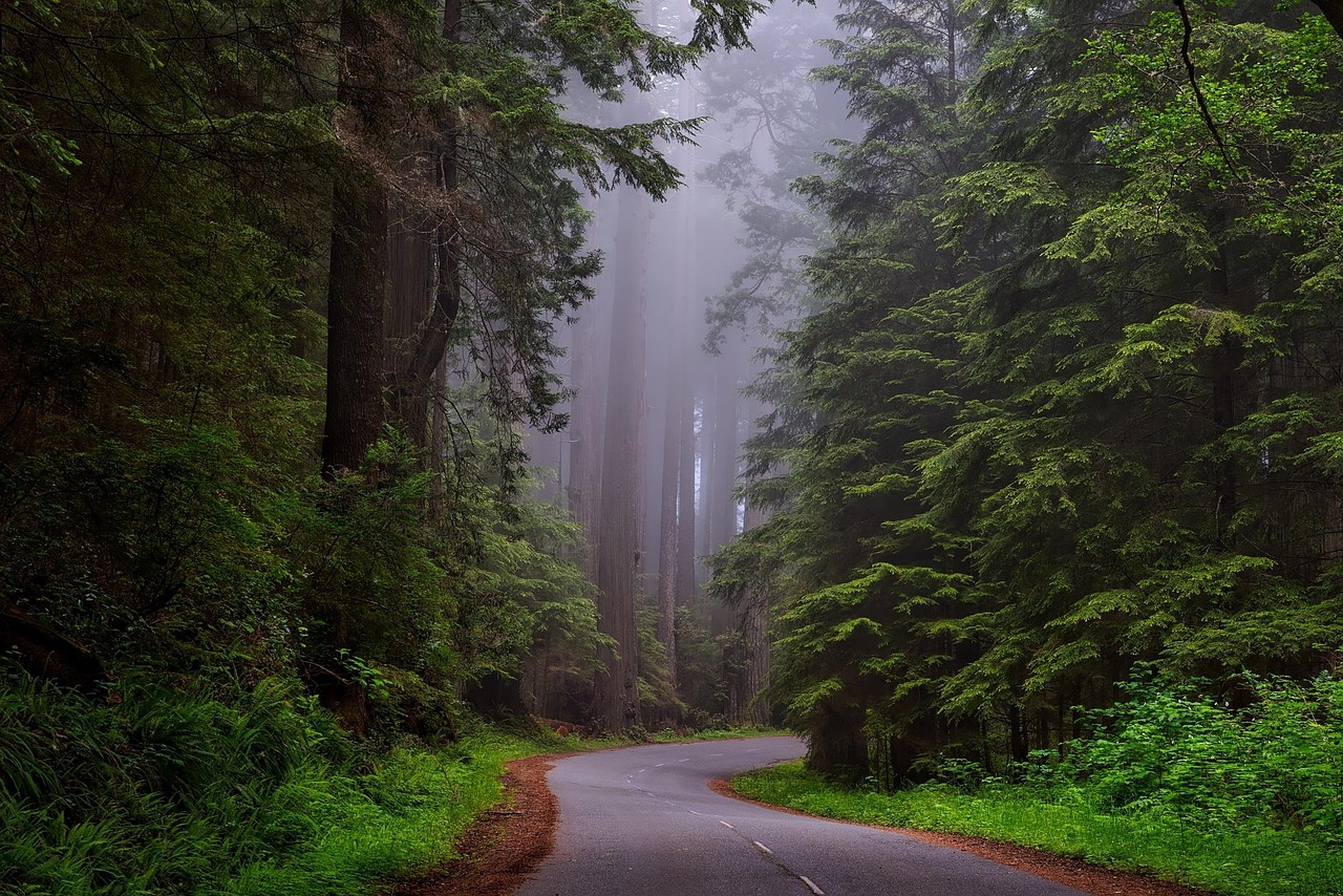 Trees, fog, street, road, lane, lush, greenery, foliage, forest, woods, woodlands, misty, mist, foggy, redwood national park, california, landscape, scenic, redwoods, haze, nature, outdoors, countrysi