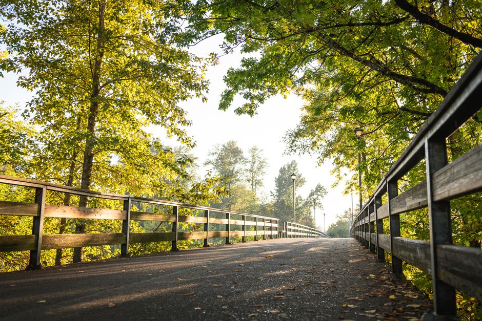 Peaceful morning view of a wooden pathway surrounded by lush greenery in Eugene, OR.
