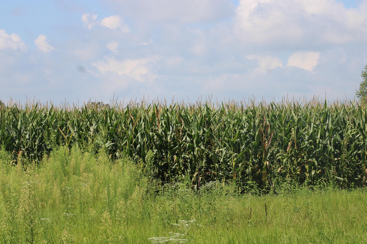 Cornfield, corn, field, crop, farm, rural, indiana, outdoors, country, agriculture, nature, countryside, landscape, indiana, indiana, indiana, indiana, indiana