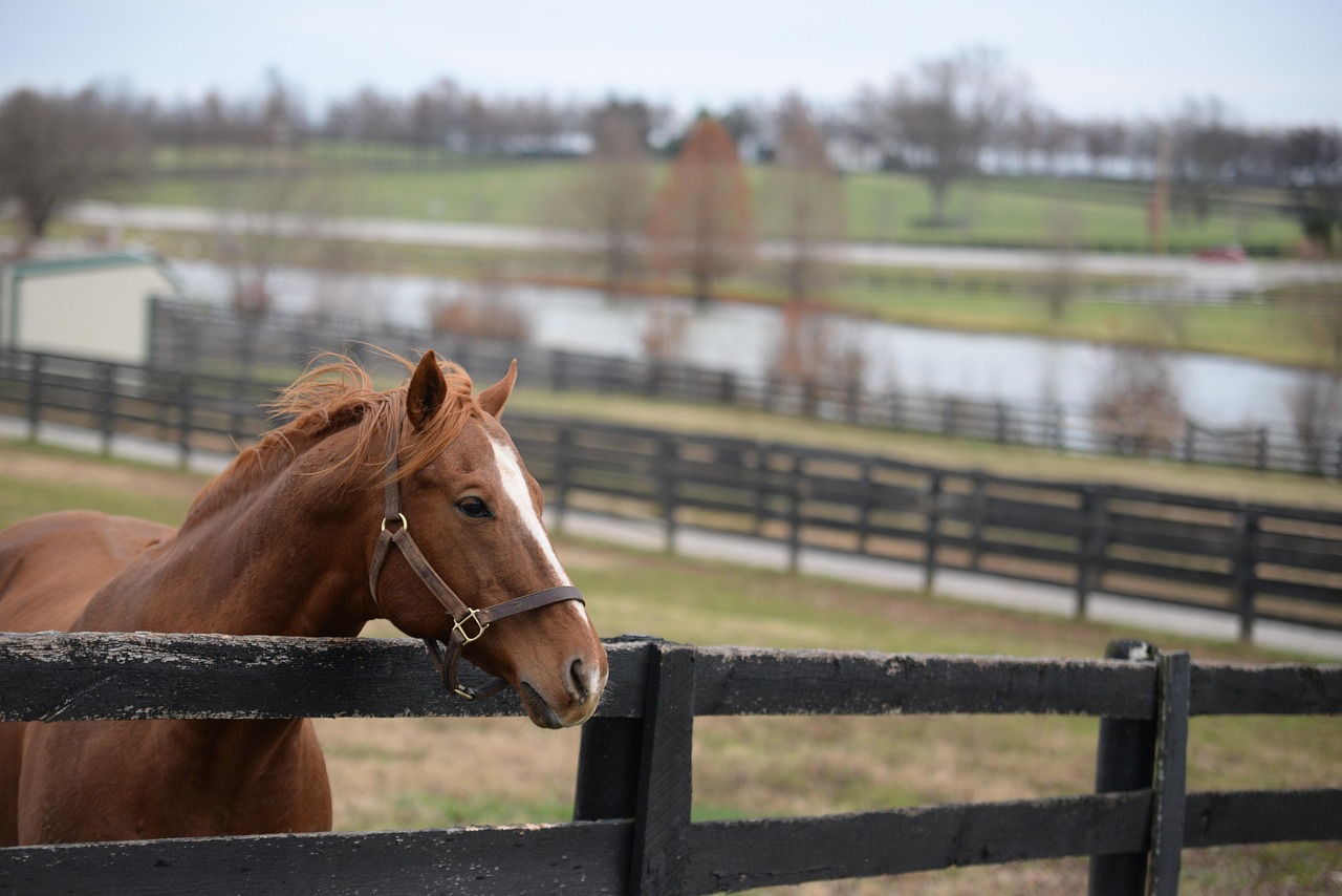 Horse, nature, animal, mammal, equine, kentucky, farm, fences, racehorse, landscape