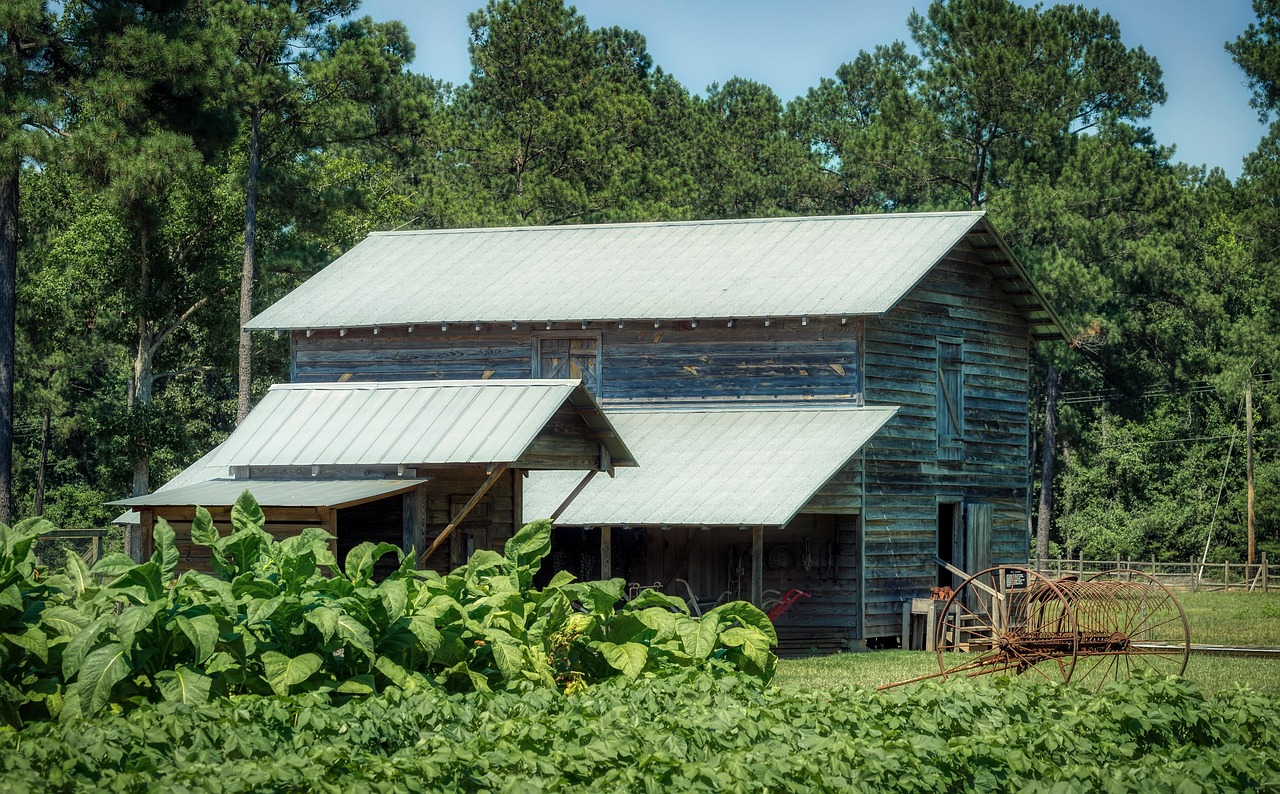 South carolina, tobacco field, plants, farm, barn, landscape, agriculture, america, nature, outdoors, country, rural, wood, trees, south carolina, south carolina, south carolina, south carolina, south