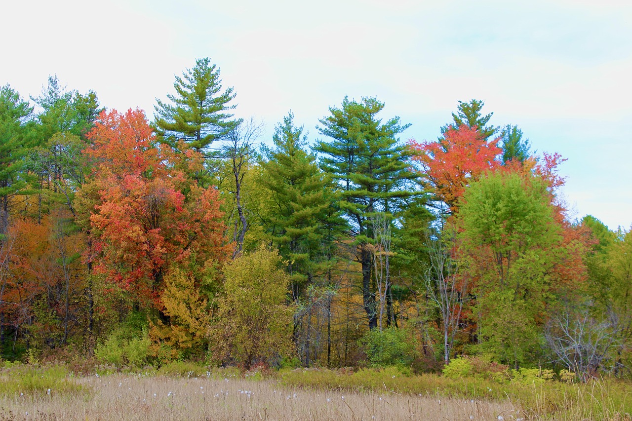 Fall, autumn, leaves, nature, tree, forest, colorful, landscape, season, october, new hampshire, new england, woods, new hampshire, new hampshire, new hampshire, new hampshire, new hampshire