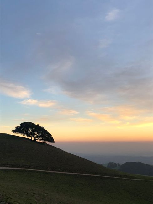 Tranquil sunset landscape showing a lone tree on a hill in Fremont, California.
