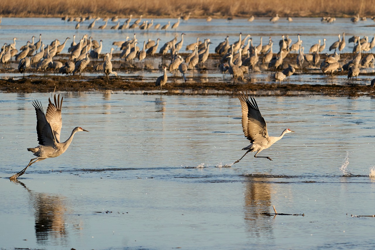 Birds, flight, sandhill cranes, migration, nature, wings, morning, river, landscape, flock, usa, sunrise, water, nature reserve, goose, mud, nebraska, large flock, migration patterns, movement