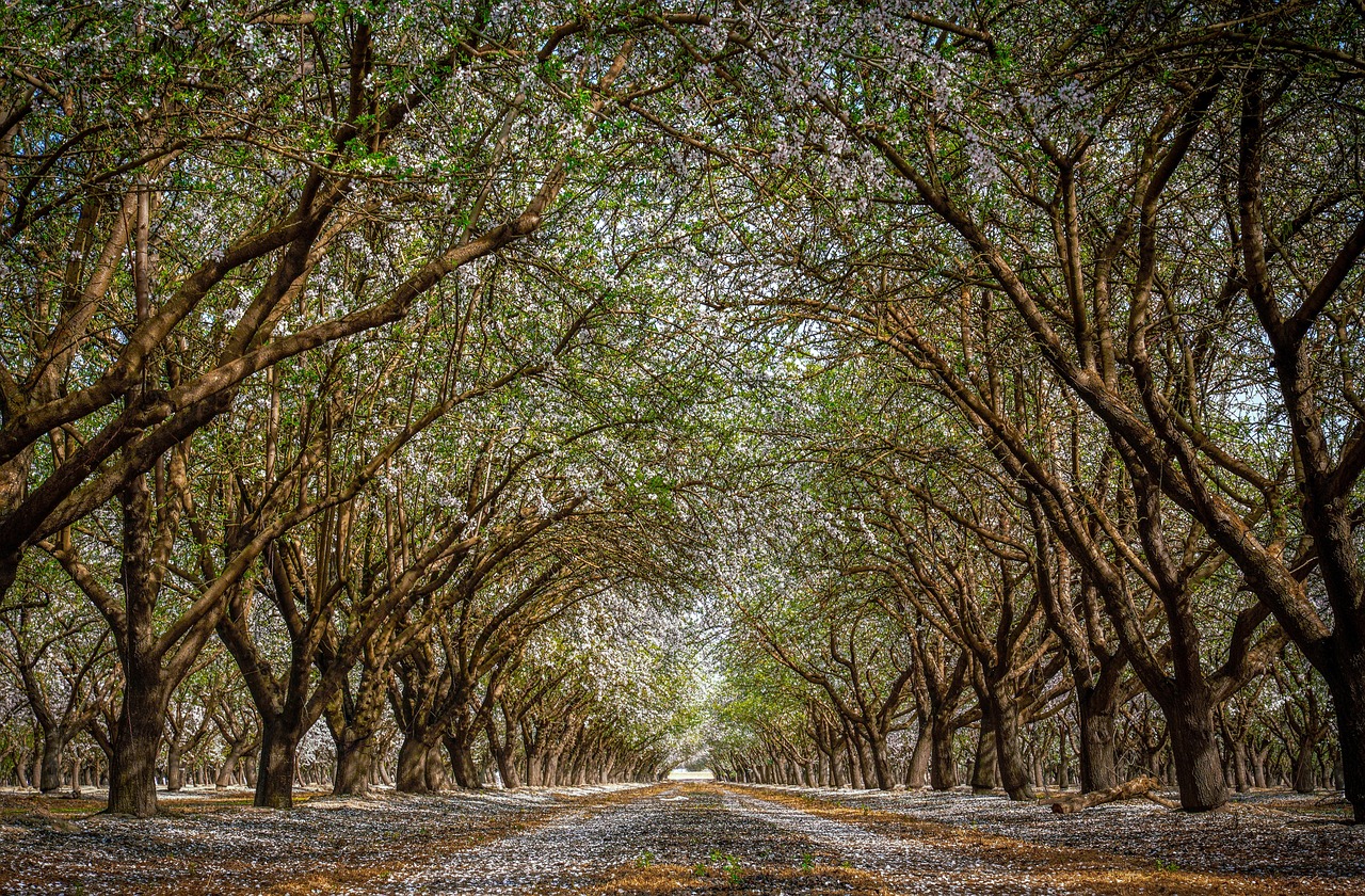 Trees, canopy, nature, almond trees, california, fresno, woods, fresno, fresno, fresno, fresno, fresno
