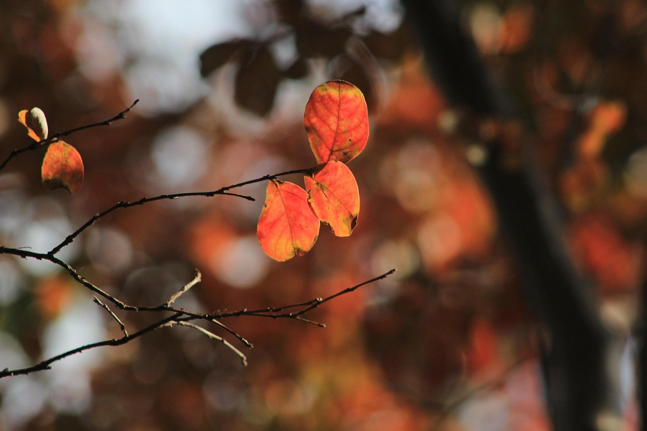 Fall, autumn, nature, forest, leaves, landscape, trees, foliage, orange leafs, branch, seasonal, equinox, woods, texas