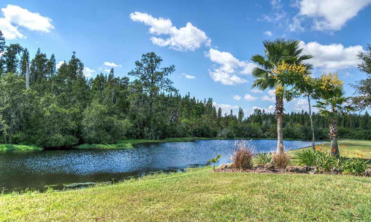 Florida landscape, pond, palm trees, summer, nature, usa, florida landscape, florida landscape, florida landscape, florida landscape, florida landscape