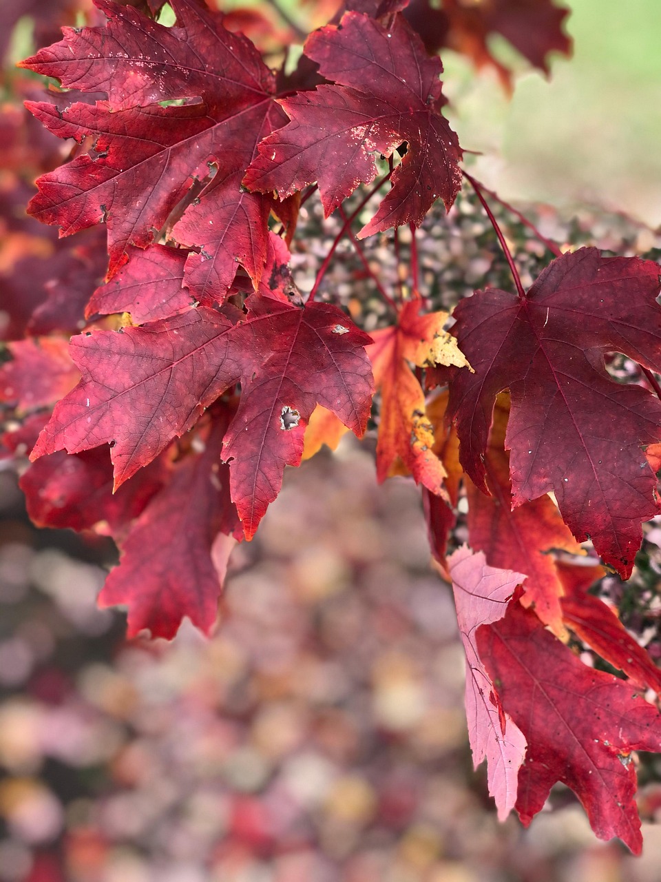 Leaves, branch, fall, foliage, red leaves, autumn, tree, plant, nature, bokeh, closeup, United States, Gallatin, Tennessee