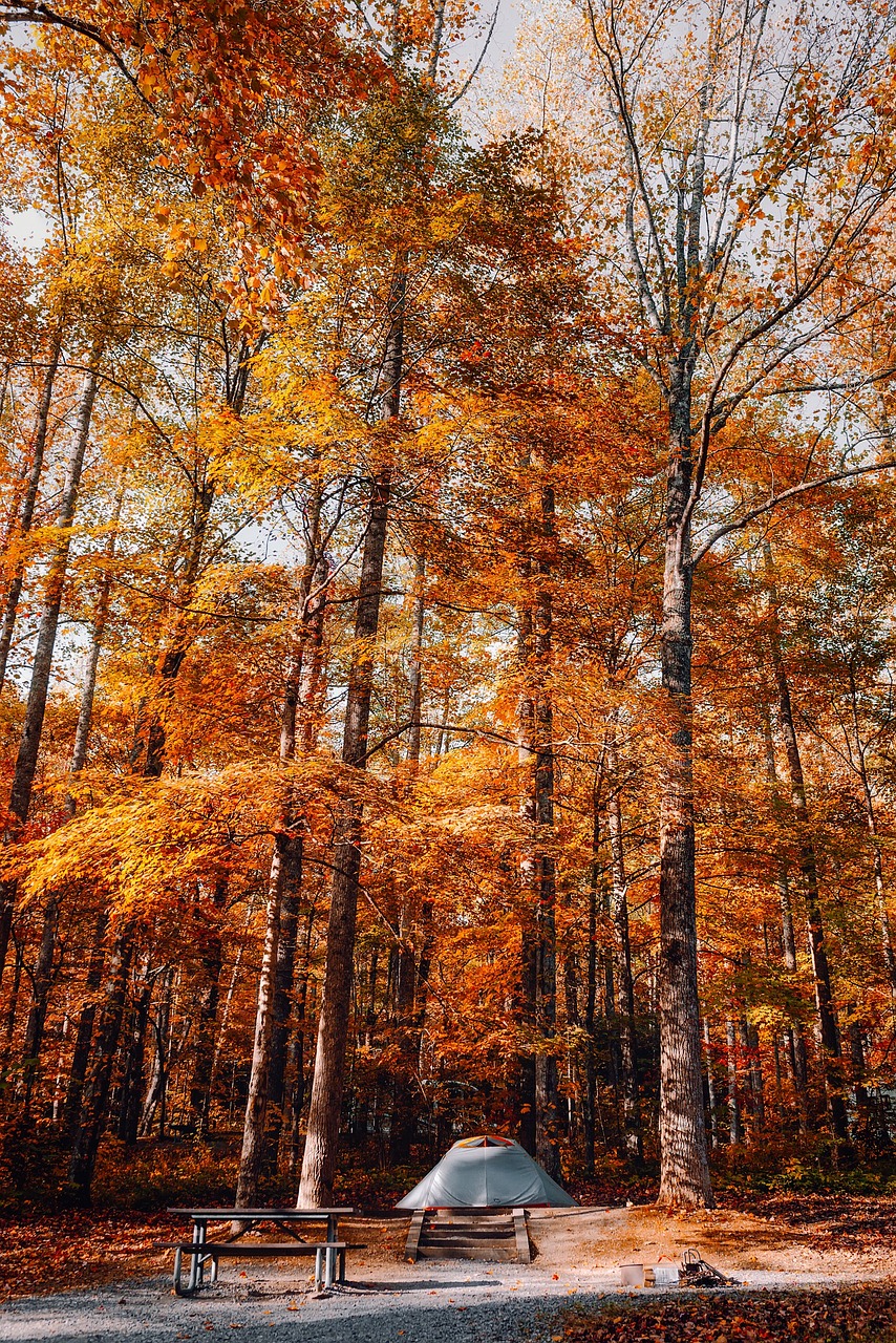 Great smoky mountains, national park, tennessee, tourism, vacation, holiday, camping, campsite, tent, forest, trees, woods, landscape, colors, foliage, nature, outside, autumn, fall, beauty, country,
