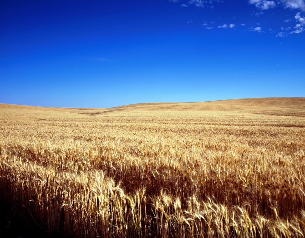 Cornfield, wheat field, grain, wheat, field, grain field, spike, wheat ear, agriculture, landscape, plants, nature, blue sky, kansas, usa, america, north america, united states, carol m highsmith, whe