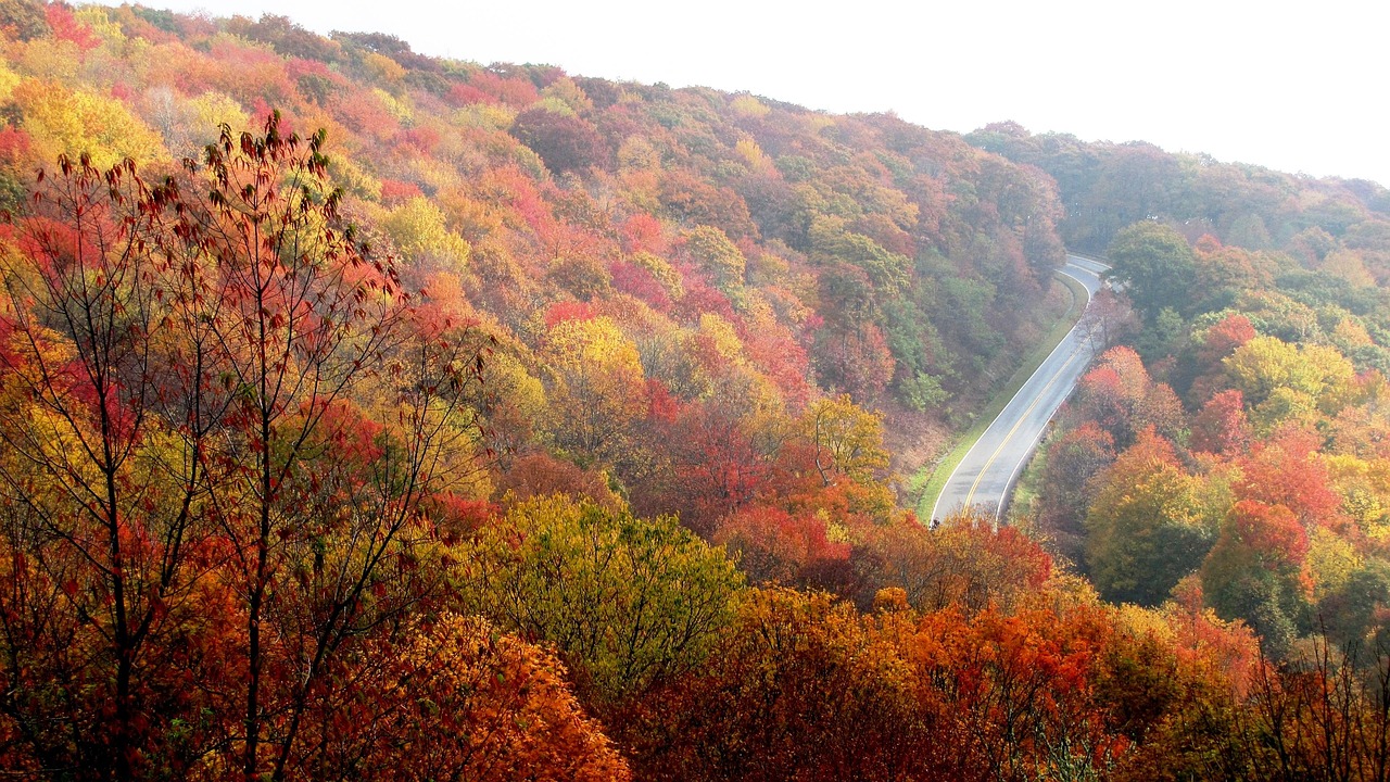 Mountain, fall, autumn, travel, north carolina, carolinas, landscape, outdoor, nature, forest, road, tranquil, scene, tranquility, season, brown forest, brown travel, brown landscape, brown road, brow