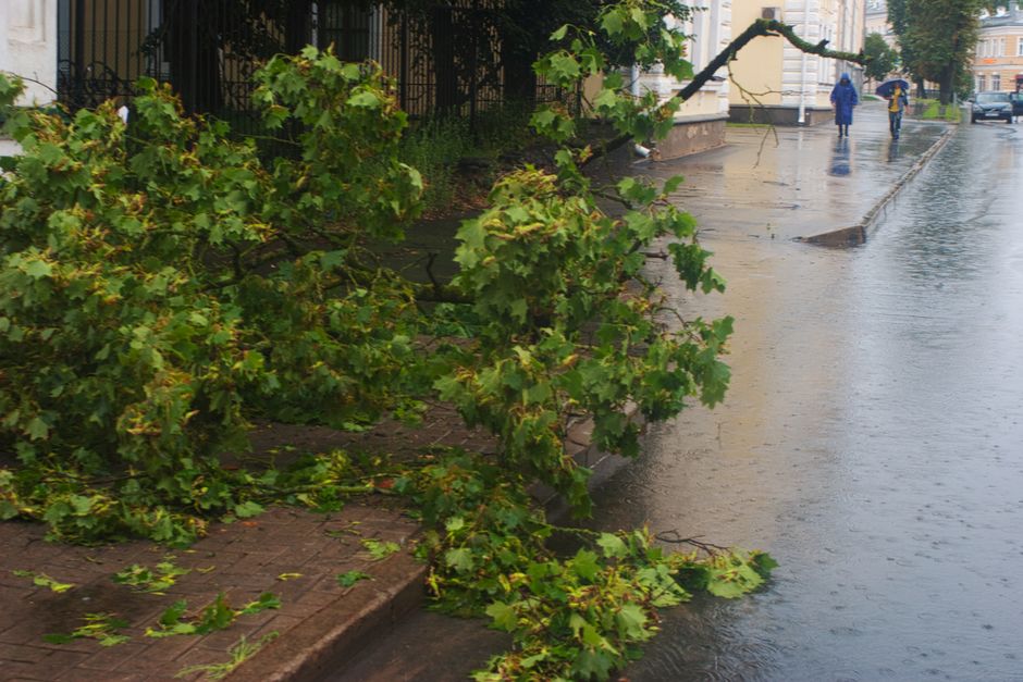 A fallen tree branch on a wet city street after rain, with pedestrians in the distance.