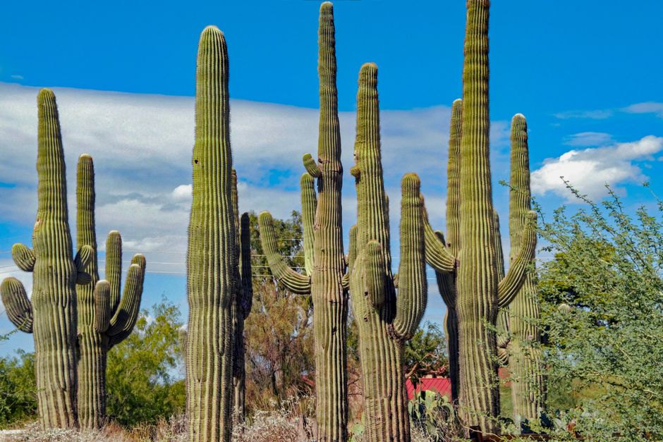 Tall saguaro cacti under clear blue skies in Gilbert, Arizona desert landscape.