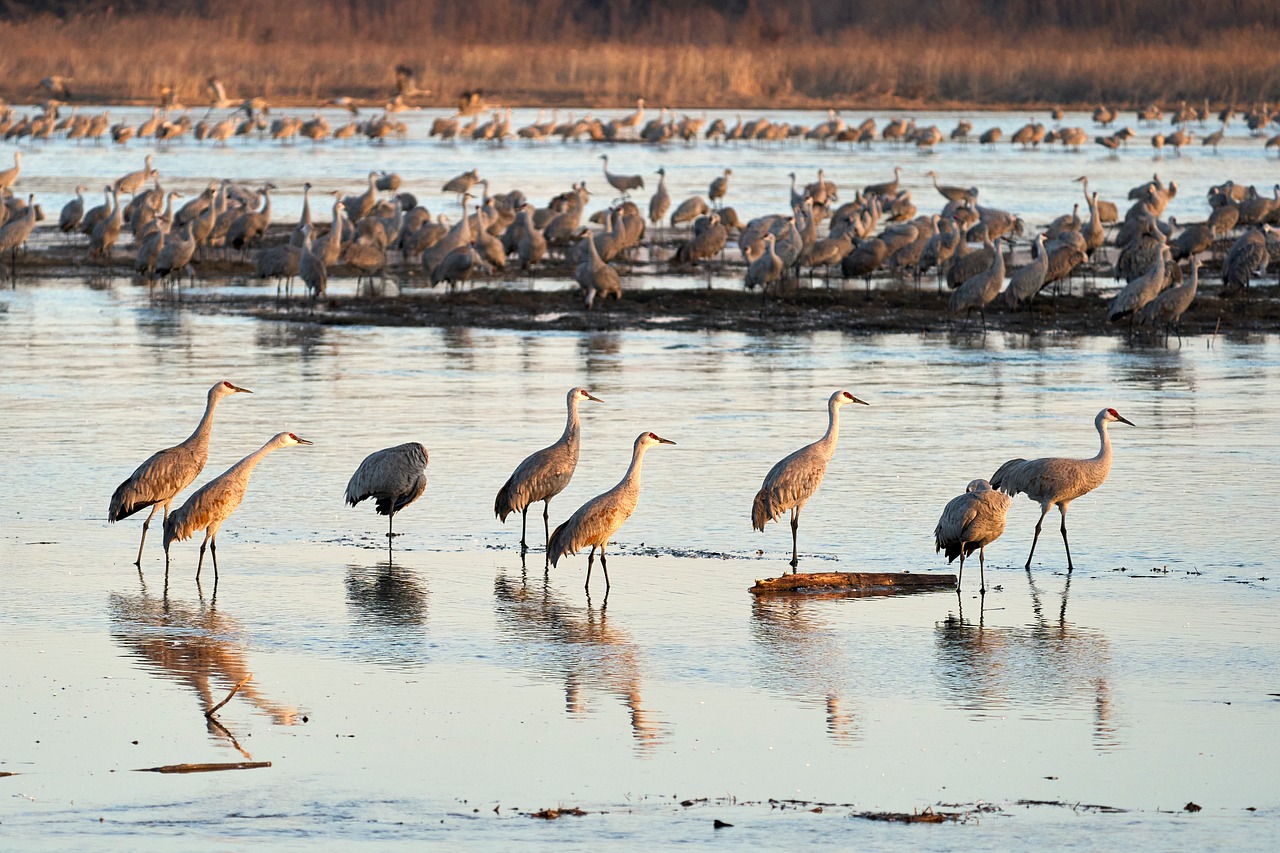 Cranes, sandhill cranes, bird migration, nebraska, usa, nature, river, landscape, dawn, wings, blue, sunrise, birds in water, bird landing, wetlands, migration, wildlife, ground birds, bird behavior,