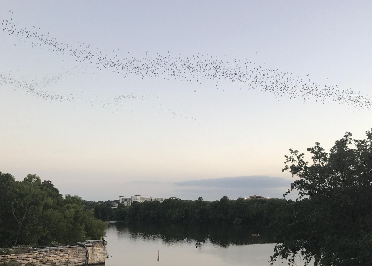 Water, nature, river, landscape, lake, bats, austin, reflection, sunset, tranquil, United States, Austin, Texas