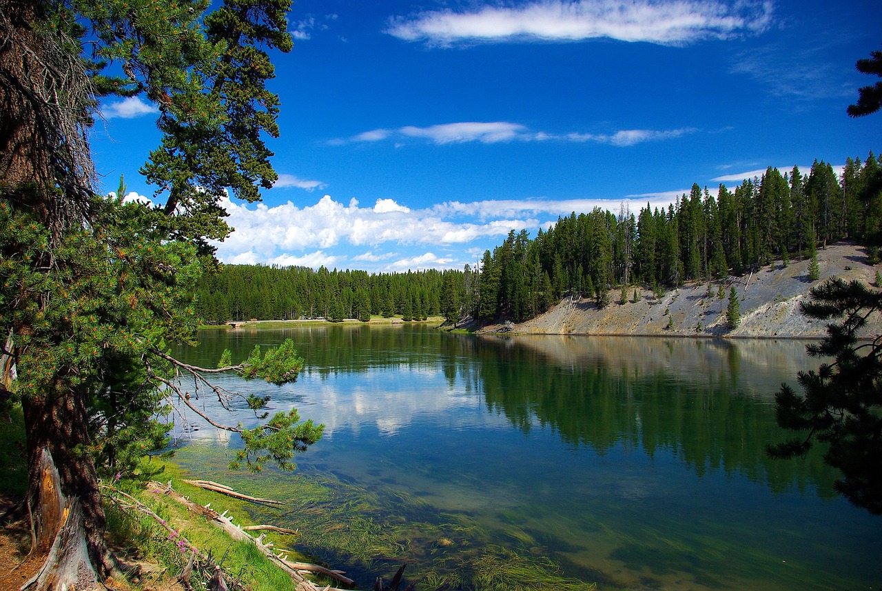River above hayden valley, yellowstone, river, wyoming, landscape, nature, scenic, trees, wilderness, forest, woods, national, park, green, sky, summer, colorful, plant, clouds, outdoors, natural, yel