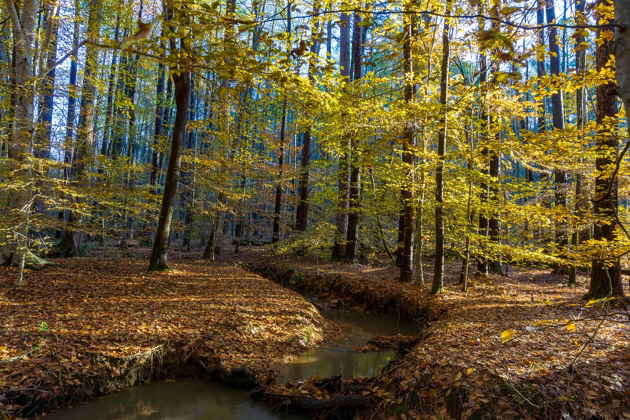 Fall, autumn stream, stream, autumn, nature, landscape, water, river, forest, trees, scenic, outdoors, state park, north carolina, creek, brown forest, brown river, brown park, north carolina, north c