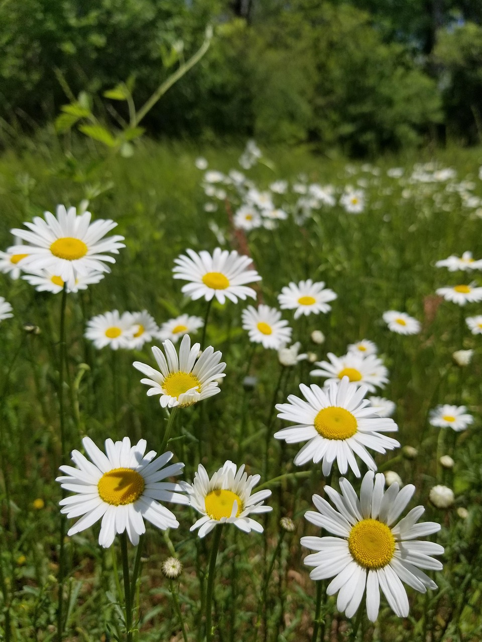 Field, nature, flower background, green, grass, flower, daisy, wildflower, white, flower wallpaper, beautiful flowers, yellow, loves me, loves me not, United States, Greenville, South Carolina