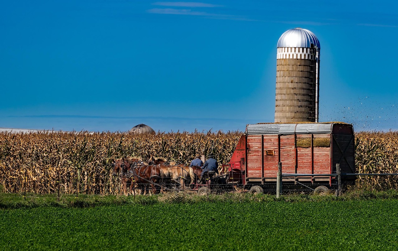 Amish, indiana, old fashioned, farm, agriculture, silo, horses, wagon, sky, field, cornfield, crop, nature, outdoors, landscape, country, rural, hdr, blue farm, amish, amish, amish, amish, amish, indi