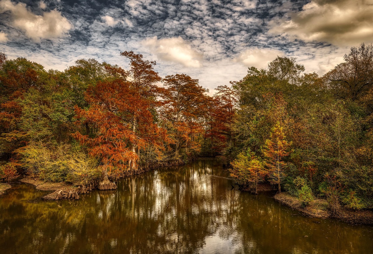 Cypress trees, forest, woods, swamp, water, pond, reflections, mood, landscape, mississippi, america, fall, autumn, nature, outdoors, sky, clouds, sunset, dusk, marsh, mississippi, mississippi, missis