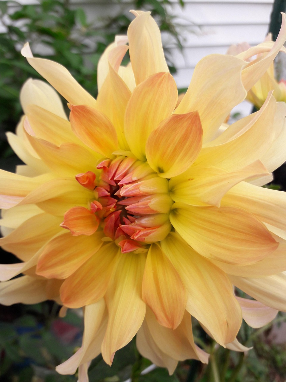 Flower, flower background, nature, beautiful flowers, flower wallpaper, dahlia, petal, United States, Ohio, Hamilton