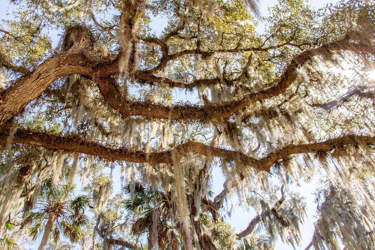 Spanish moss, florida, bromeliads, trees, louisiana, travel, outdoors, landscape, nature, historic, summer, augustine, spanish, usa, scenic, branch, southern, florida moss, earth hour, connectcompetit
