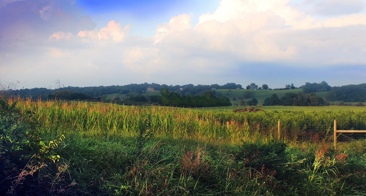 Shenandoah valley, virginia, nature, field, landscape, scenery, summer