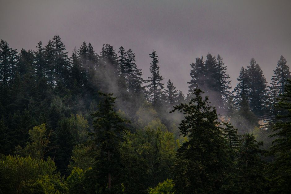 A serene view of mist rising through a lush forest in Happy Valley, Oregon.