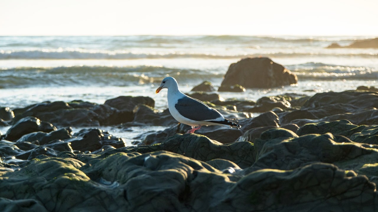 Bay, ocean, sand, travel, vacations, sea, california, waves, nature, beach, coast, landscape, outdoors, seashore, bird, seagull, wildlife, gull, rocks, tide, surf, summer, spray