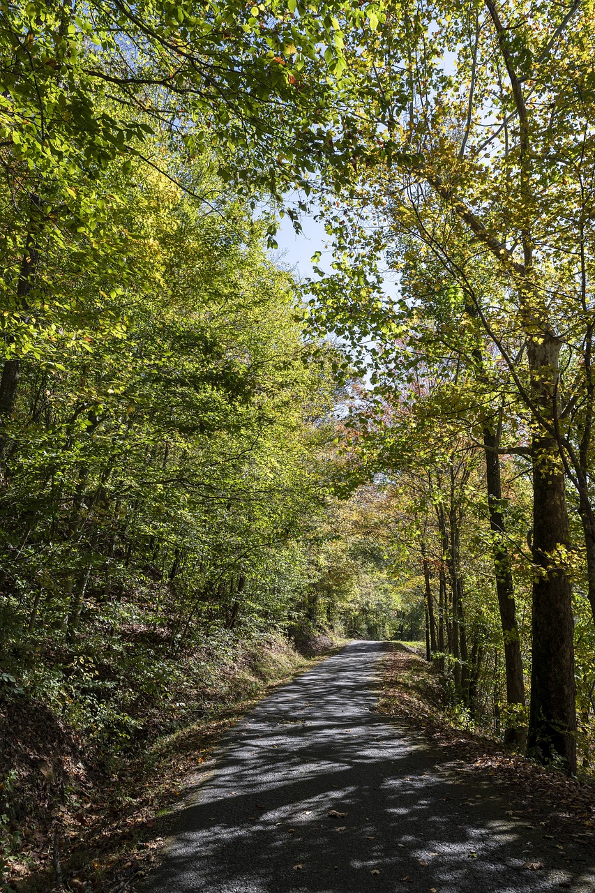 Country road, mountain road, kentucky, landscape, nature, mountains, outdoors, rural, countryside, forest, travel, scenic, trees, hills, kentucky, kentucky, kentucky, kentucky, kentucky