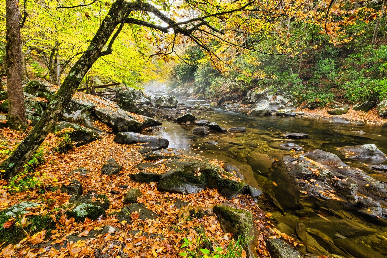 Smoky mountains, brook, river, riverbed, stream, tennessee, babbling, america, usa, park, autumn, leaves, gold, red, scenery, wilderness, environment, water, nature, landscape, scenic, outdoors, trave