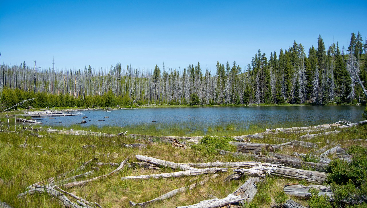 Oregon, lake, forest, usa, nature, landscape