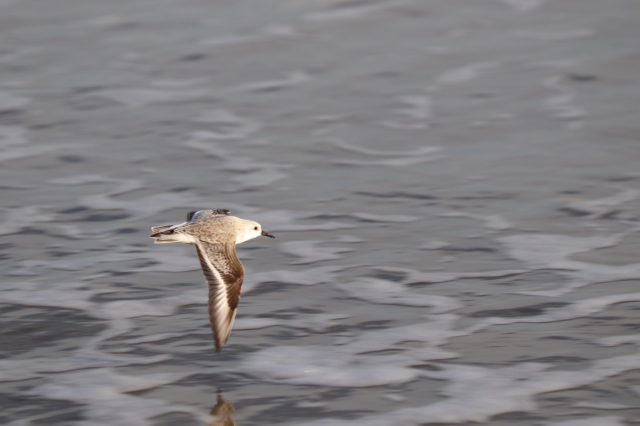 Bird, sanderling, ornithology, species, nature, animal, avian, fauna, calidris alba, sandpiper, United States, Hilton Head Island, South Carolina