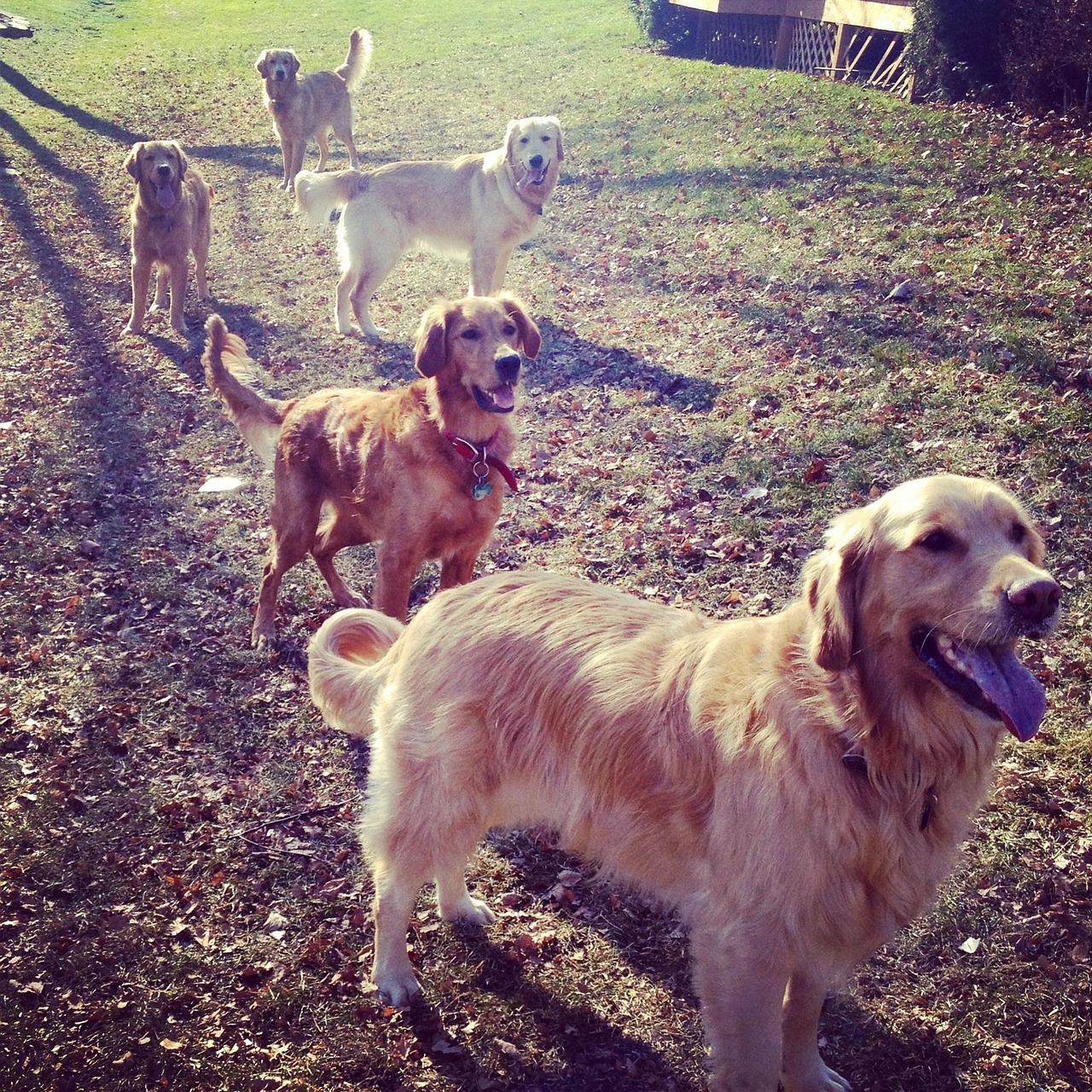 Golden retrievers, dogs, pet, nature, animal, cute, canine, happy, purebred, retrievers, United States, Illinois, Hoffman Estates