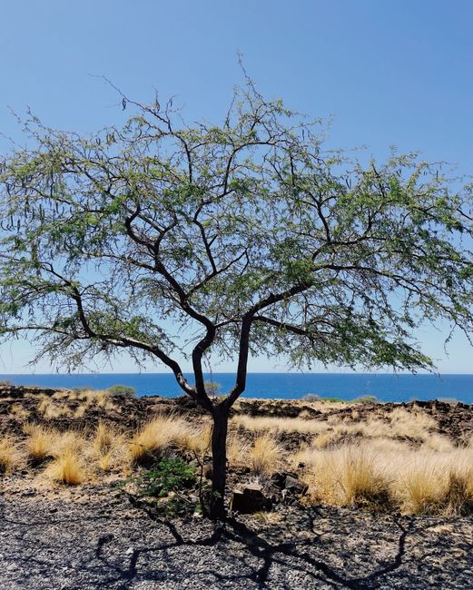 A lone tree stands against the dry, rocky landscape of Kailua-Kona, Hawaii, with the ocean in the background.