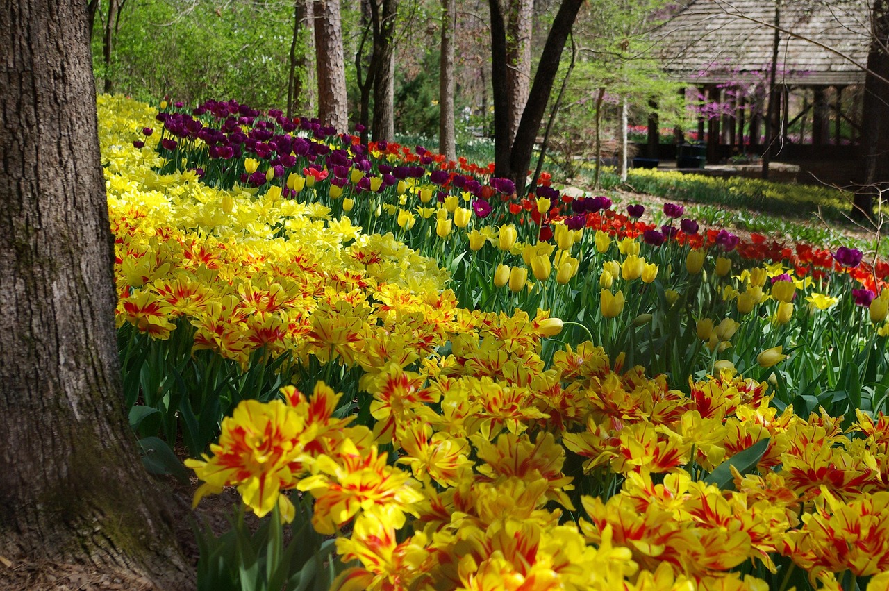 Garvan woodland gardens, beautiful flowers, flower garden, flower background, scenic, spring, purple tulips, yellow tulips, flowers, nature, flower wallpaper, botanical, hot springs arkansas, gazebo