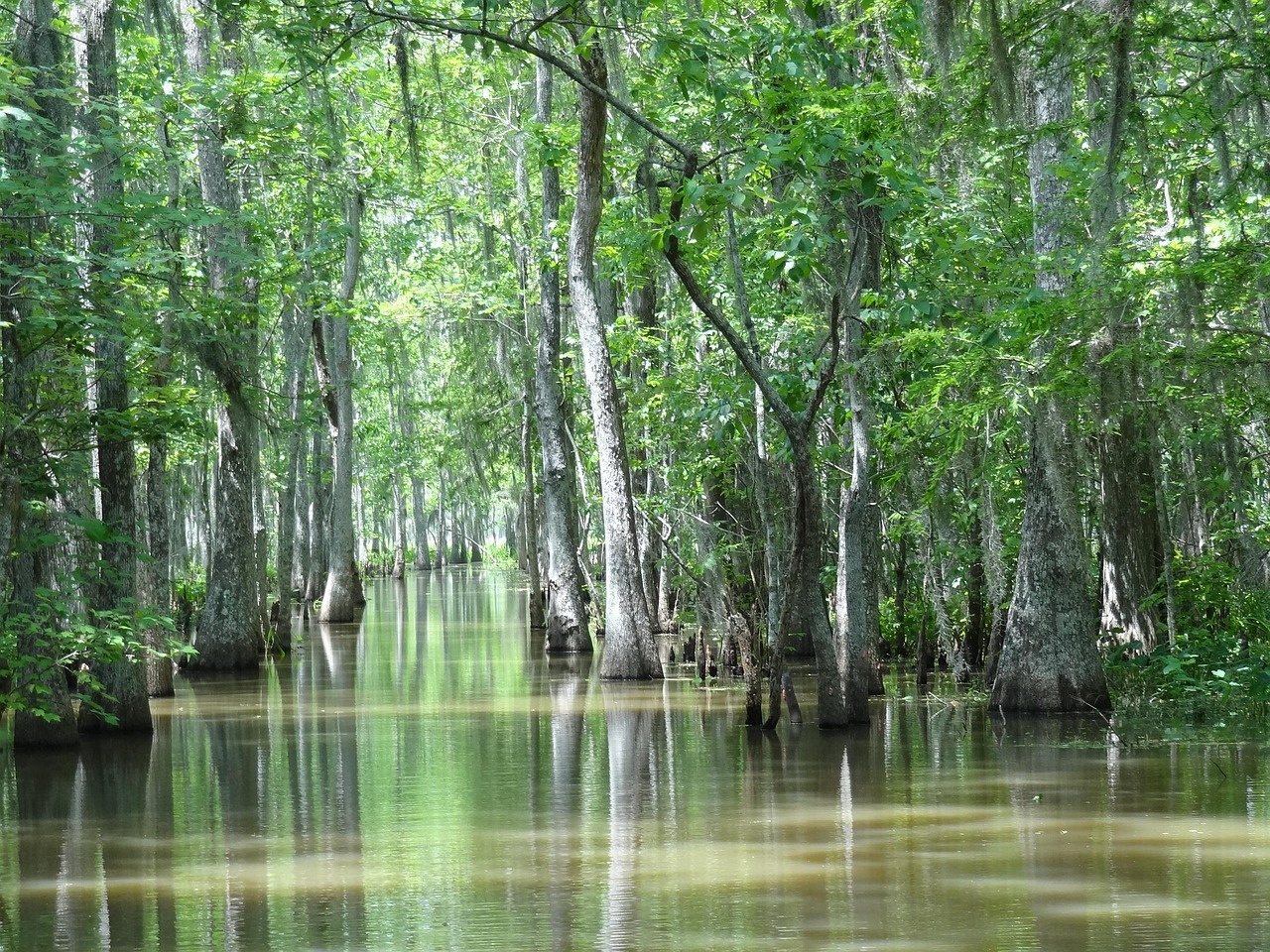 Louisiana, swamp, houma, la, nature, trees, water, lake, river, exotic, tropical forest, summer, spring, green water, green forest, green summer, green river, green lake, louisiana, swamp, swamp, swam