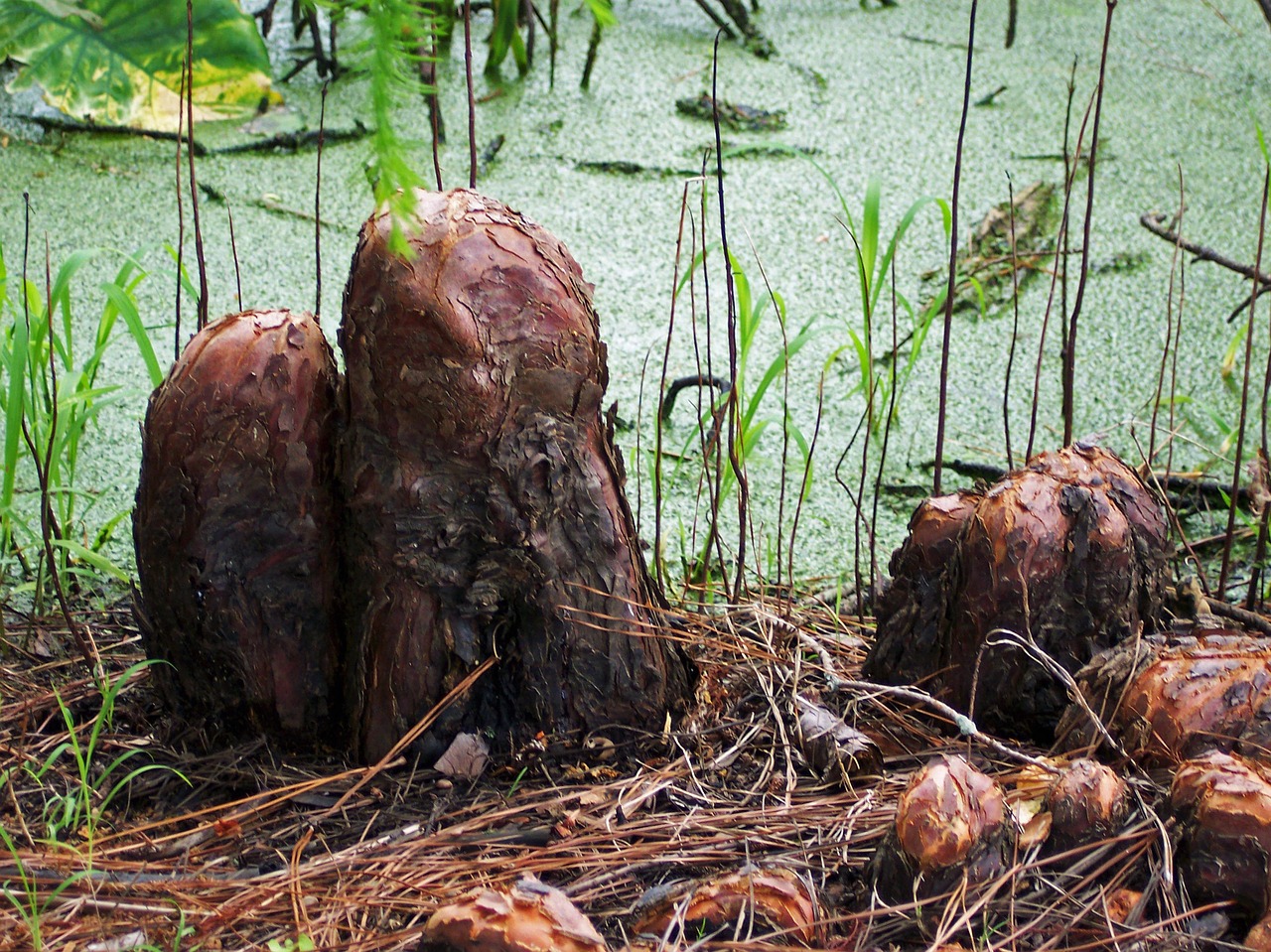 Cypress knees, swamp, bayou, louisiana, moss, ecosystem, habitat, wet, lush, wetland, growth, south, roots, mud, overgrown, ecology, wilderness, landscape, environment, marsh, eco, rural