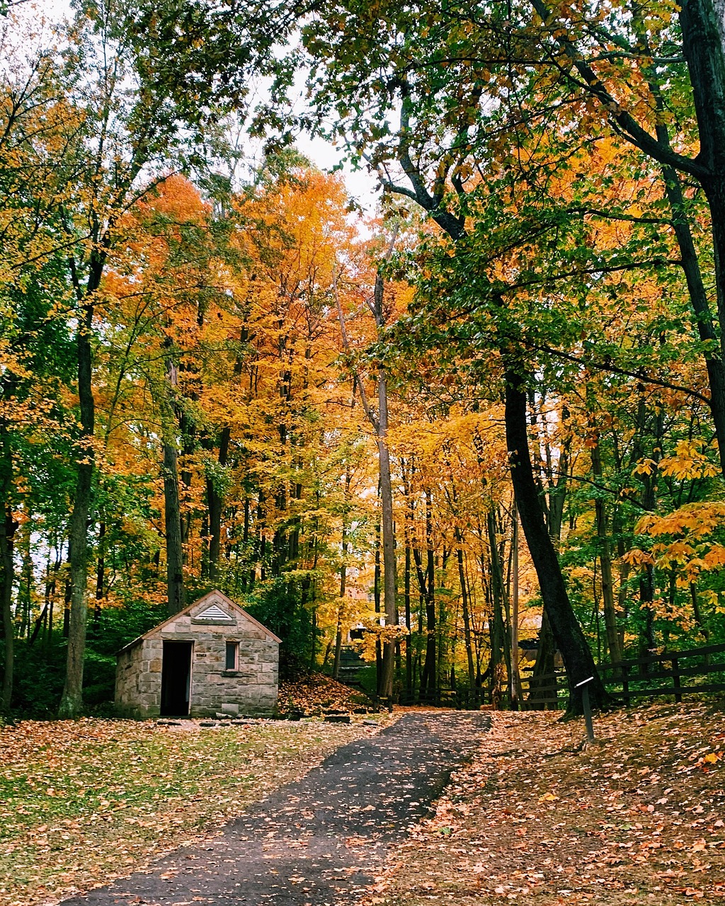 Fall, trees, path, leaves, nature, tree, landscape, colorful, walk, woods, United States, Olmsted Falls, Ohio