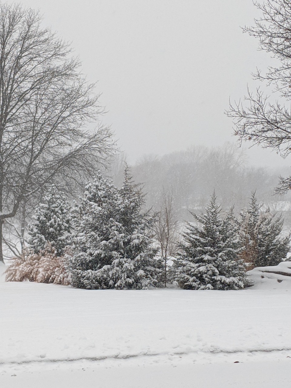 Snow, trees, winter, forest, cold, frozen, nature, landscape, wintry, white, fog, frost, lapland, outdoors, rural, blizzard, United States, Missouri, Independence