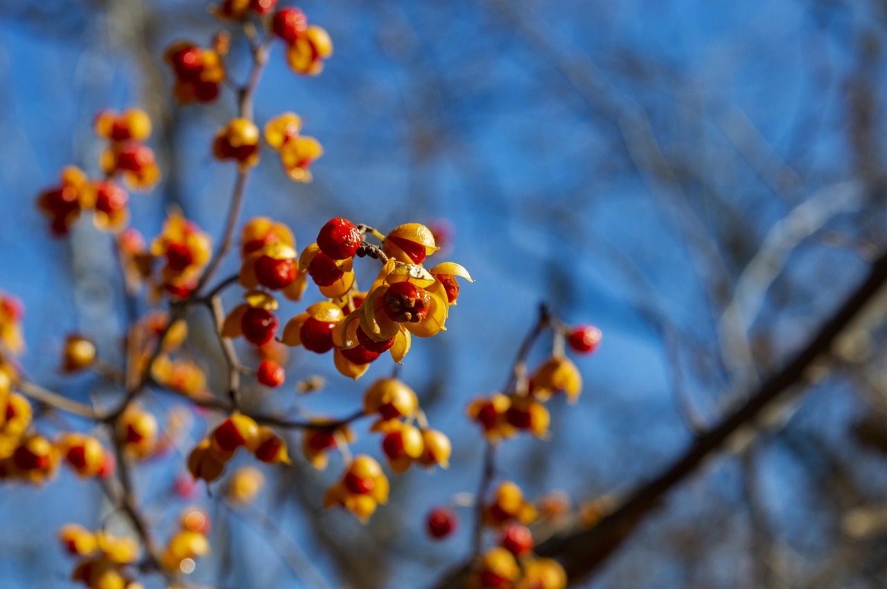 Loess bluffs, national wildlife refuge, missouri wildlife, missouri, wildlife, flora, loess hills, prairie, hiking, meadow, landscape, hills, paths, nature, bluffs, trail, winter, fall, grass, berries